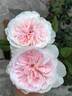 Tranquility ™ rose photo