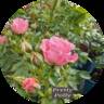 Pretty Polly rose photo