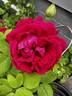 Duke of Edinburgh rose photo