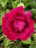 Duke of Edinburgh rose photo