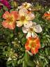 Oso Easy Paprika rose photo