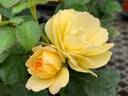 Sunblaze Lemon rose photo