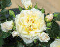 Sunblaze Lemon rose photo
