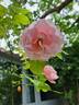 Porcelaine d'Orient rose photo