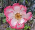 Betty Boop ™ rose photo
