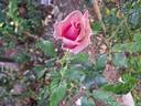 Parfum de Liberté rose photo