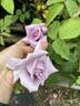 Blue Skies rose photo