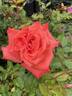 Command Performance rose photo