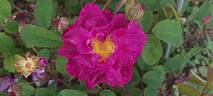 Alain Blanchard rose photo