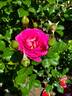 Mauvelous rose photo
