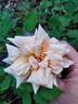 Clementina Carbonieri rose photo