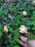 Clementina Carbonieri rose photo