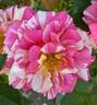 True Delight rose photo