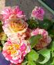 True Delight rose photo