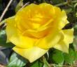 Lemontini™ rose photo
