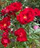 Keep In Touch rose photo