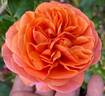 Safari rose photo