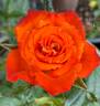 Mandarin Sunblaze ® rose photo