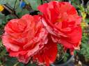Michelangelo rose photo