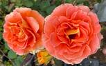 Brass Band ™ rose photo