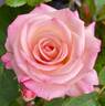 Show Stopper™ rose photo