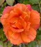 Disneyland Rose ® rose photo
