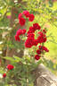 Perennial Red Domino rose photo