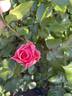Rosemantic Pink rose photo