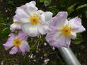 Escapade rose photo