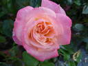 Concorde rose photo
