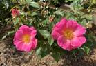 Pink Freedom rose photo