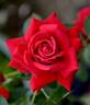 King of Hearts rose photo