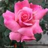 P. H. Kulkarni rose photo