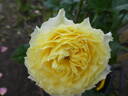 Golden Glory rose photo