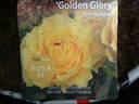 Golden Glory rose photo