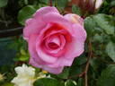 Mim's Rose rose photo