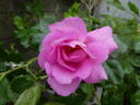 Orienta rose photo