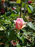 Angel Eyes rose photo