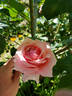 Angel Eyes rose photo