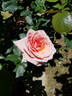 Angel Eyes rose photo