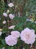 Lovely Meilland rose photo