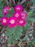 Sibelius ® rose photo