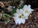 Opalia Grimpant rose photo