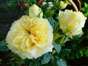 Golden Glory rose photo