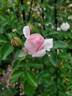 Reminiscent Pink ™ rose photo