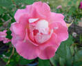 Porcelain Rose rose photo