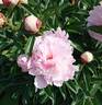 Baronne James de Rothschild peony photo
