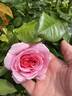 Rosemantic Pink rose photo