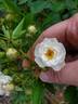 Pretty Polly White™ rose photo