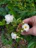 Pretty Polly White™ rose photo